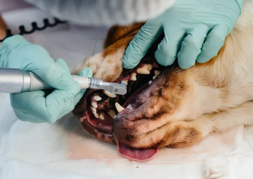 nerovet smart dentistry